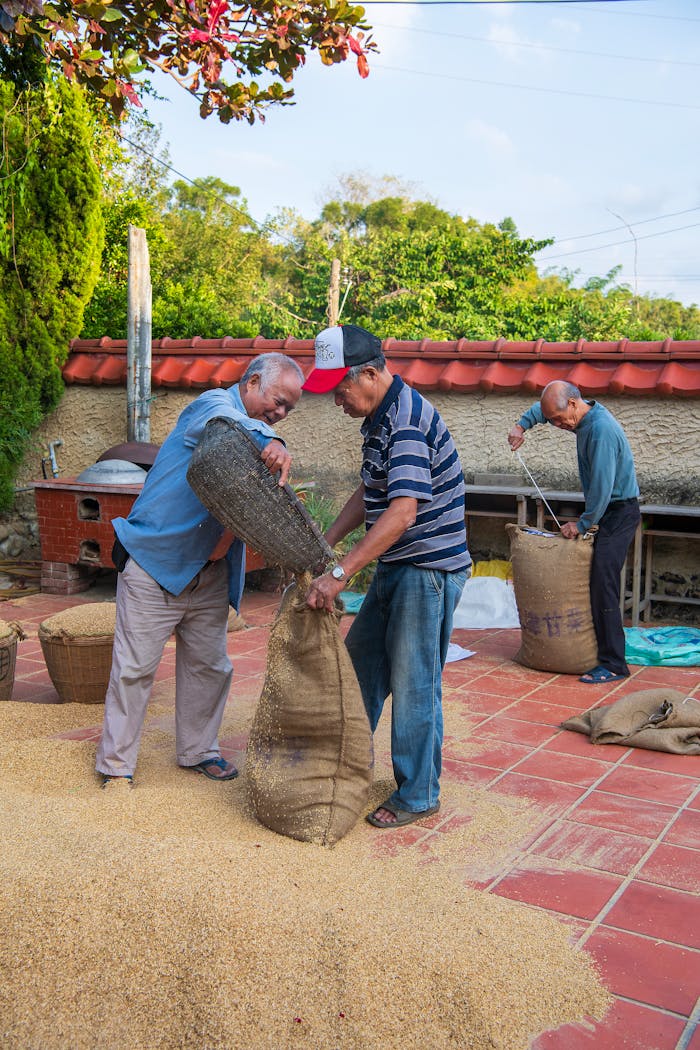 Elderly farmers in Miaoli, Taiwan, packing grain into jute sacks on a sunny day.