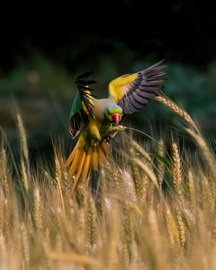 A vibrant parakeet gracefully landing in a lush wheat field in Purbasthali, India.