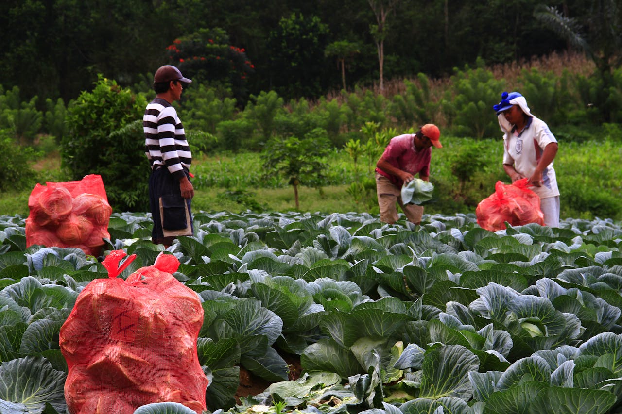 Farmers harvesting cabbages in North Sulawesi, Indonesia